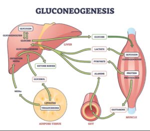 Fasting metabolism 
