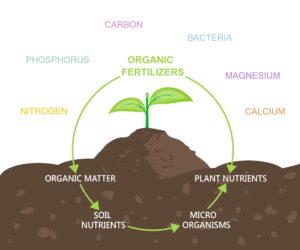 nutrient cycle