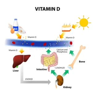 vit d cycle
