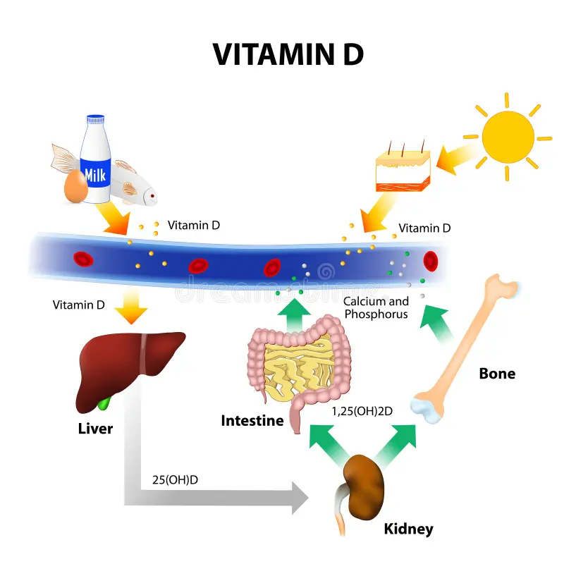 vit d cycle